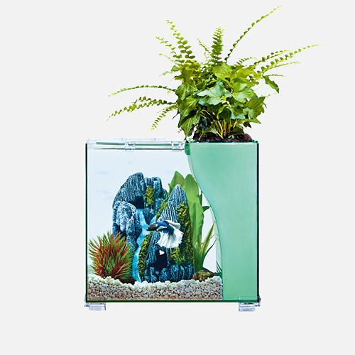 魚草共生水族箱