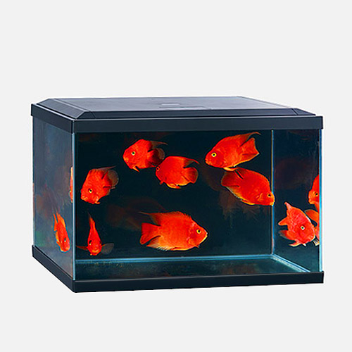 ICUBE AQUARIUM