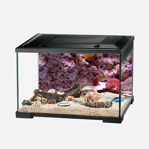 HERMIT &nbsp;CRAB &nbsp;STARTER &nbsp;KIT